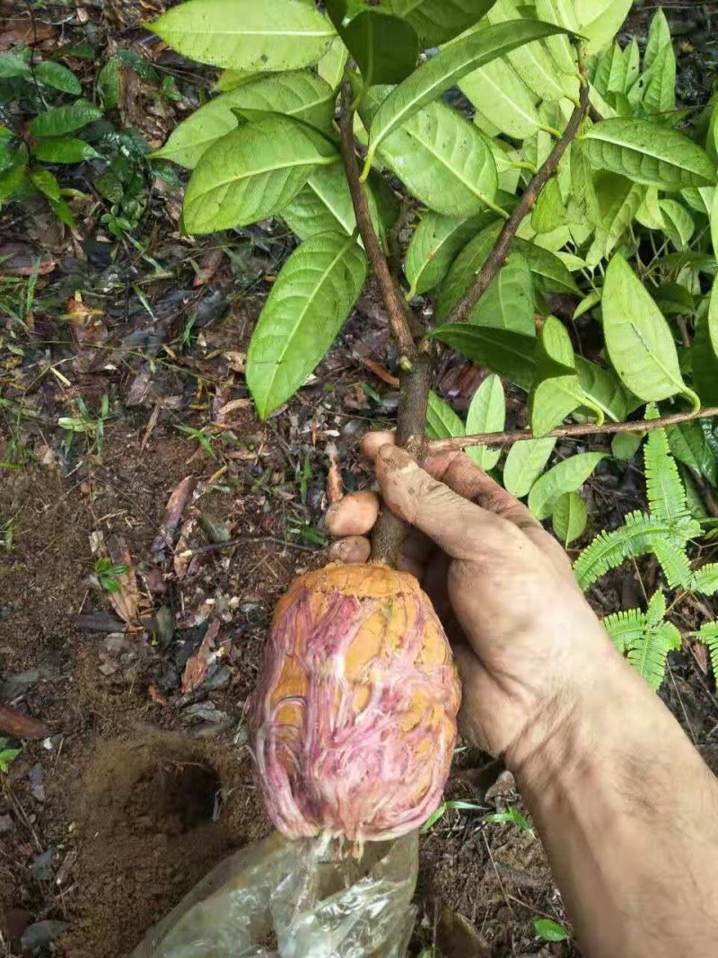 防城防普金花茶高压苗