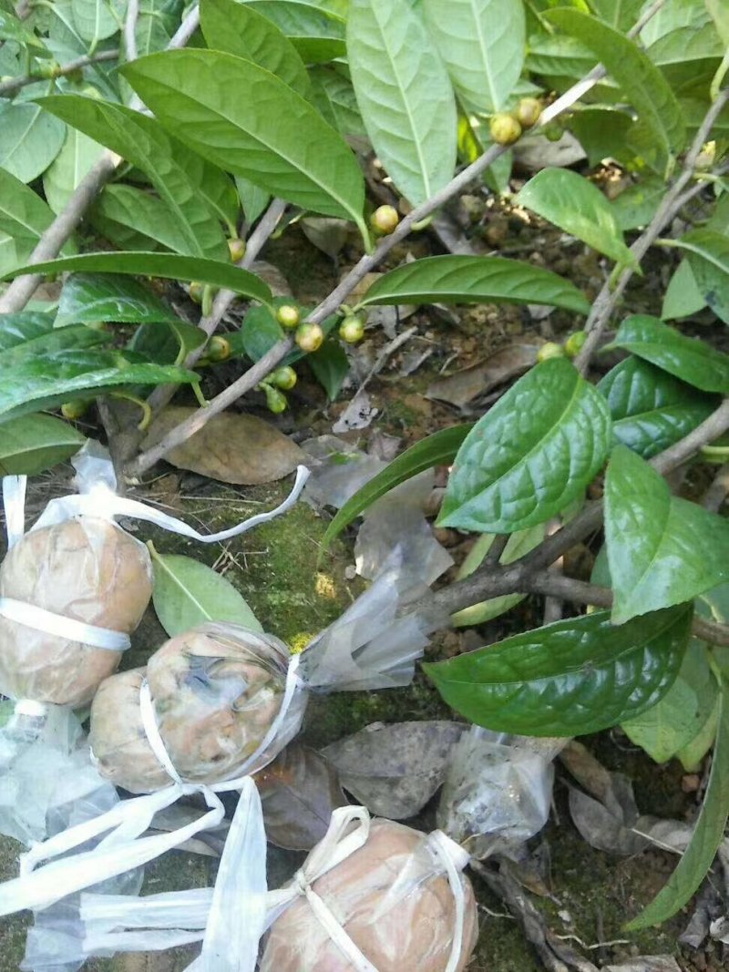 防城防普金花茶高压苗
