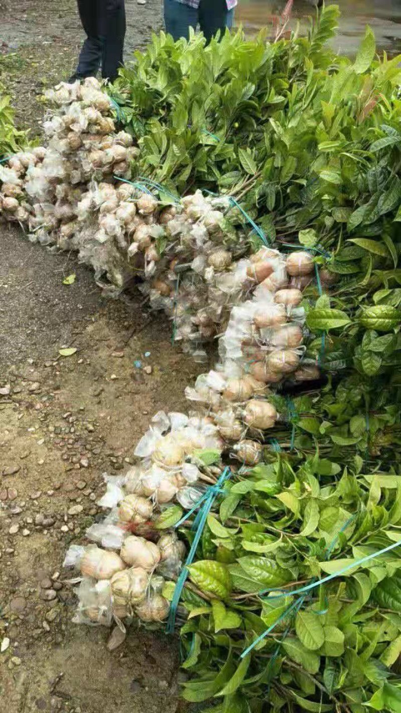 防城防普金花茶高压苗