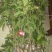 防城防普金花茶高压苗