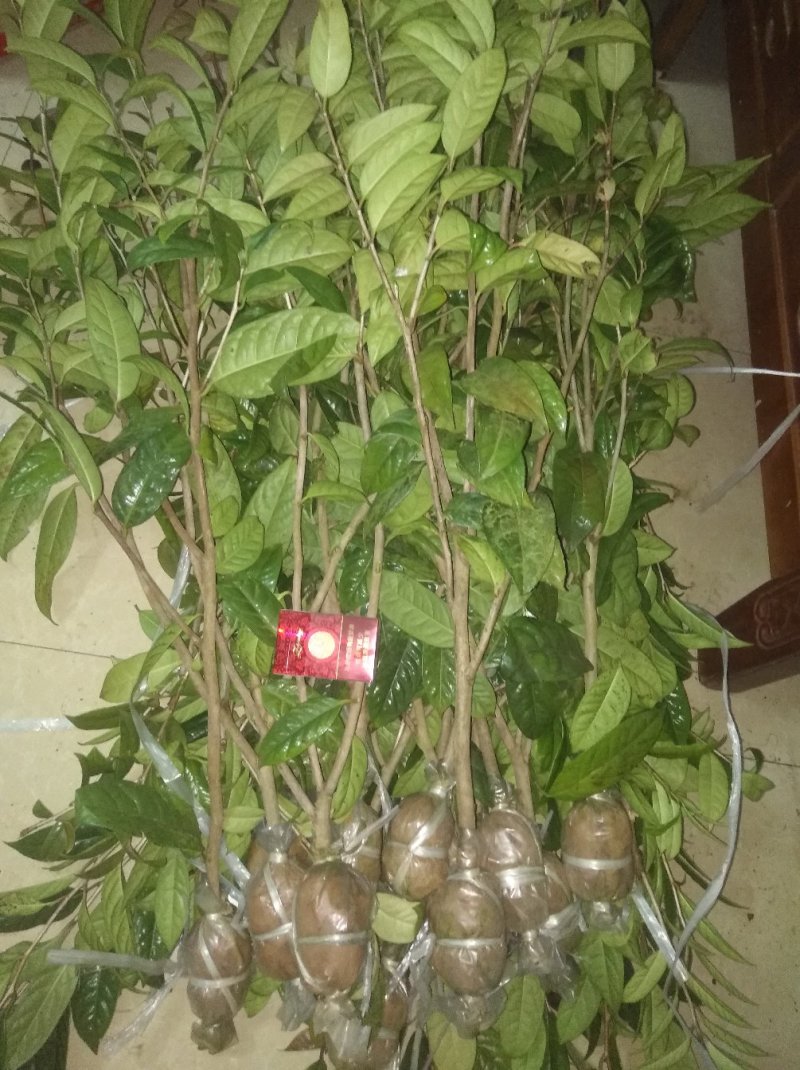 防城防普金花茶高压苗