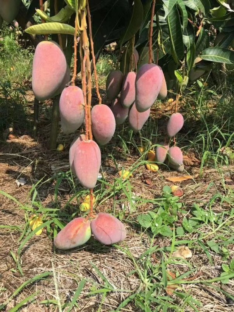 贵妃芒