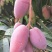 贵妃芒