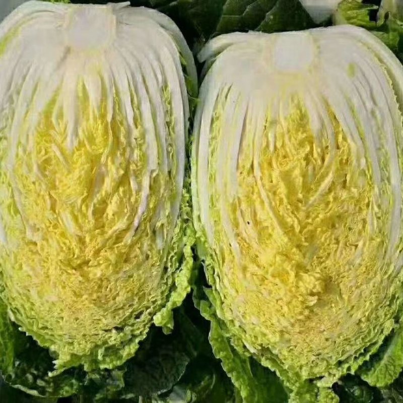菊锦黄心大白菜静菜4到6斤