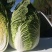 菊锦黄心大白菜静菜4到6斤