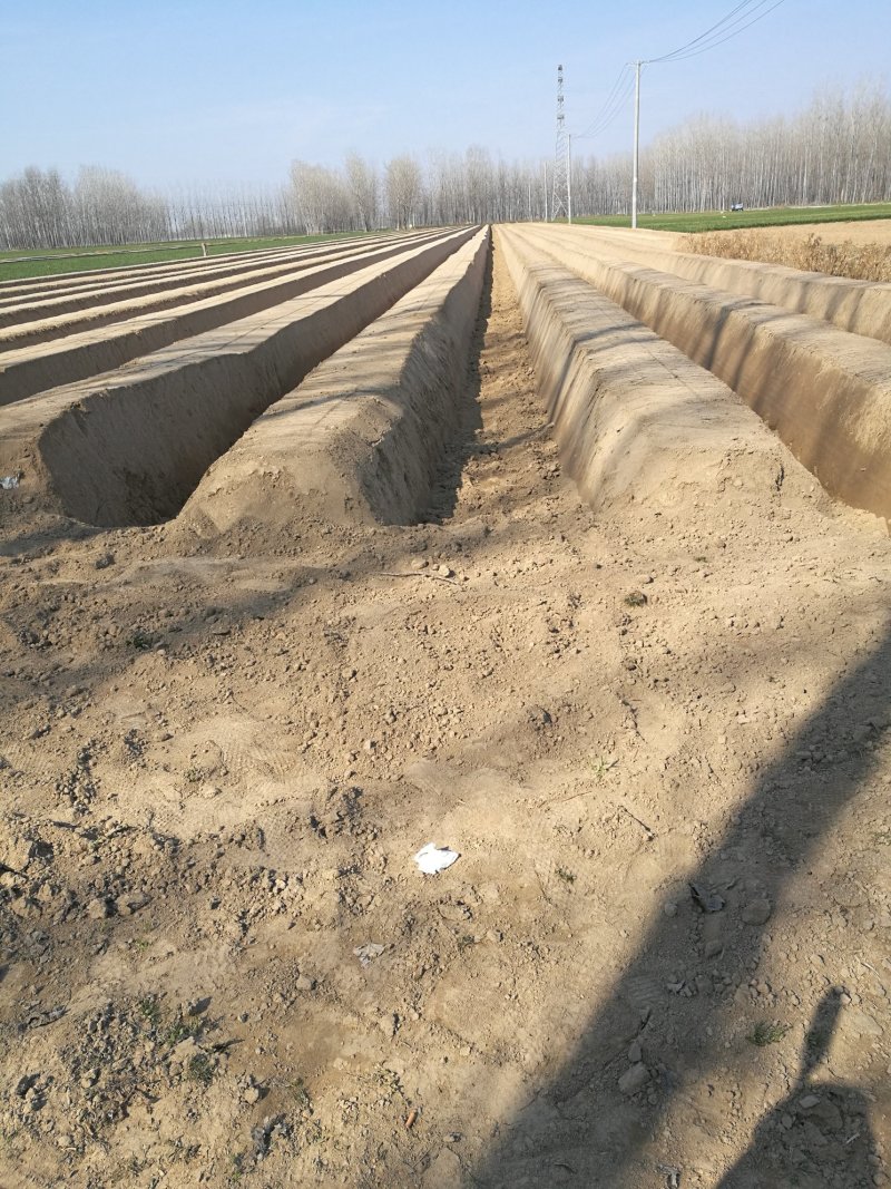 白芦笋芦笋白芦笋农家种植现摘发货商超电商一件代发质量保证