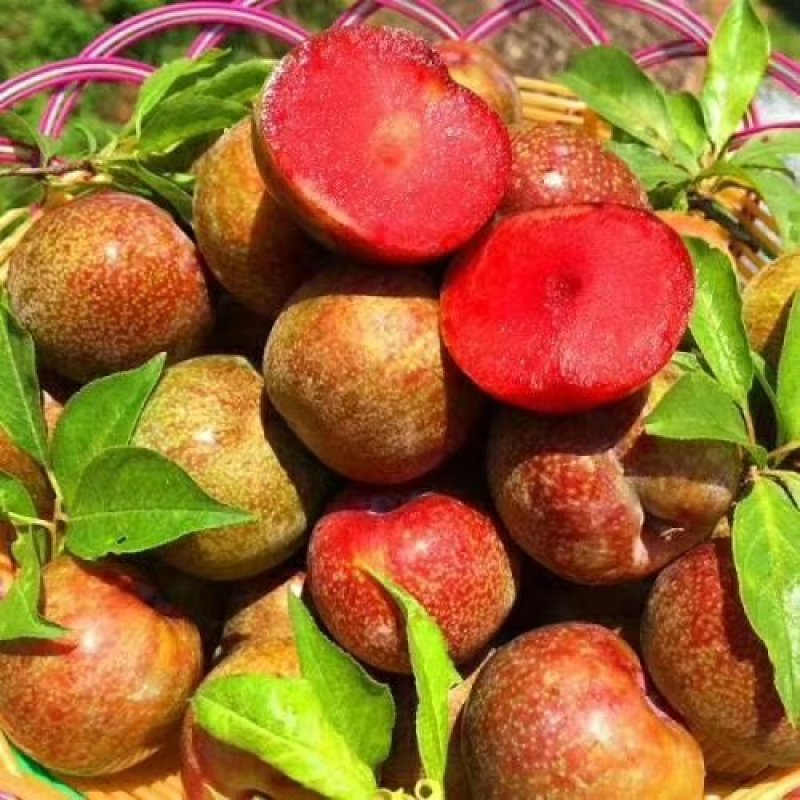 三华李苗嫁接李子