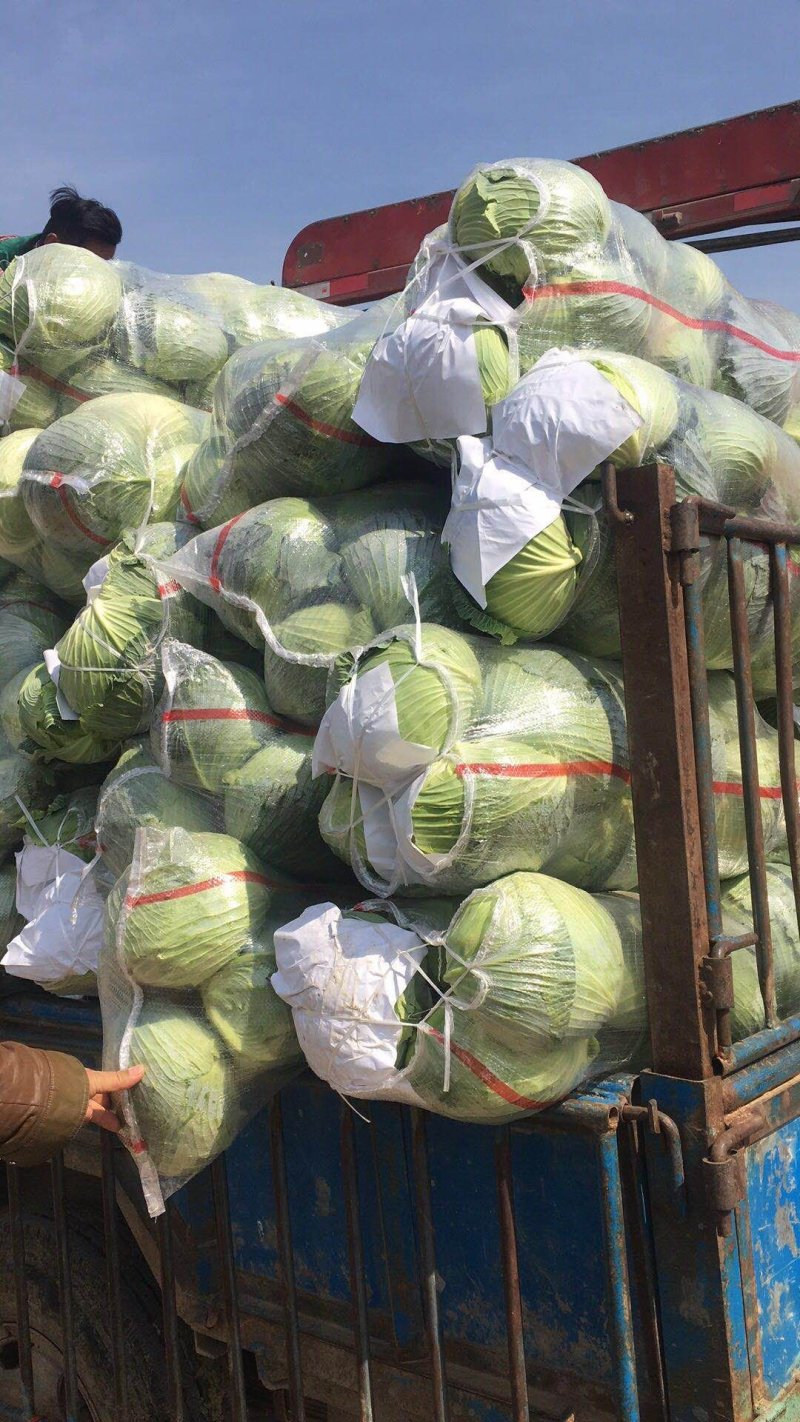 【推荐】河南甘蓝奥奇娜甘蓝万亩基地欢迎咨询