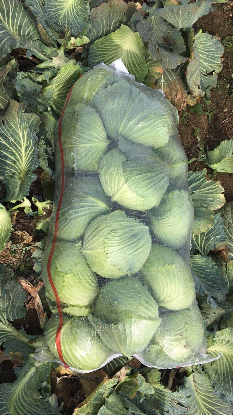 【推荐】河南甘蓝奥奇娜甘蓝万亩基地欢迎咨询