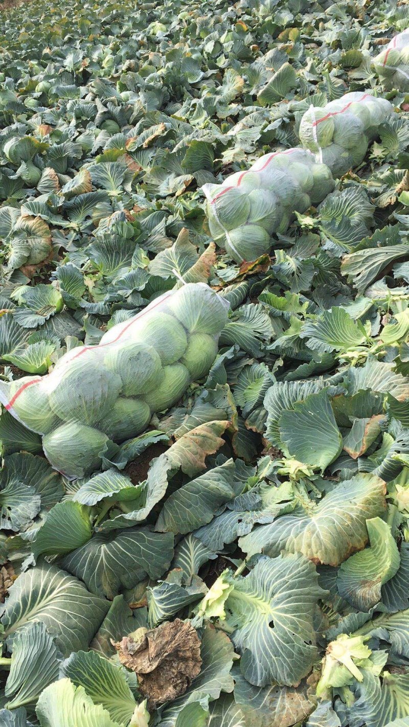 【推荐】河南甘蓝奥奇娜甘蓝万亩基地欢迎咨询