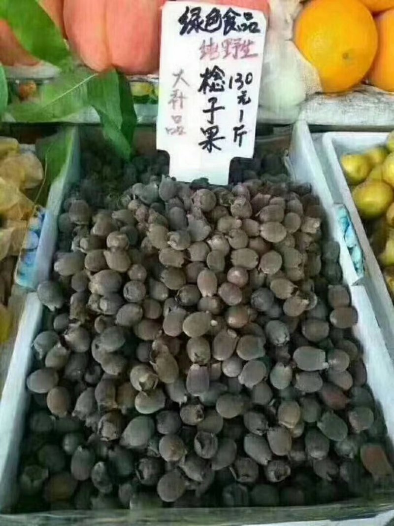 桃金娘苗