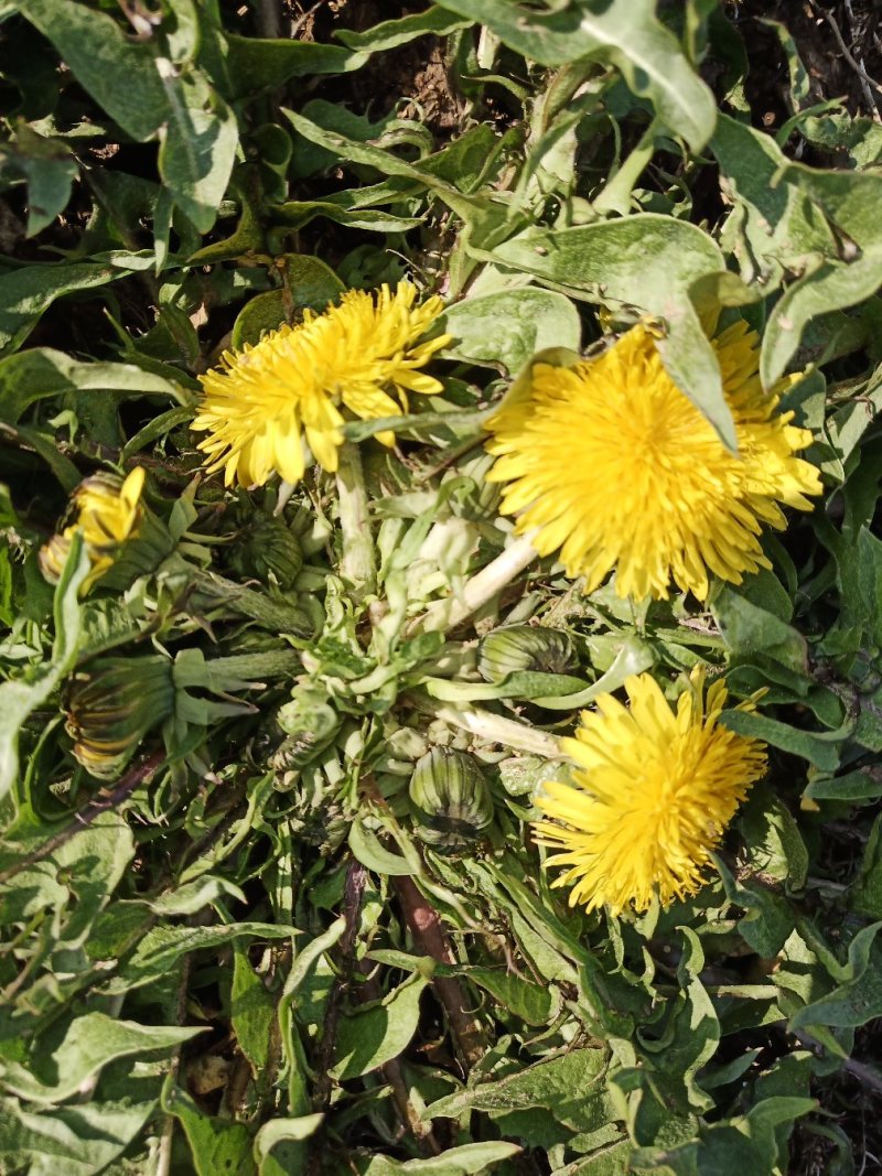 蒲公英