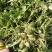 蒲公英