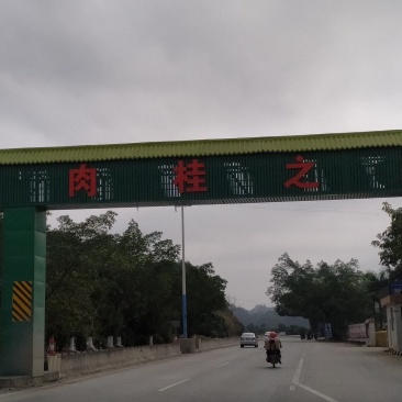 来自中国肉桂之乡的桂皮