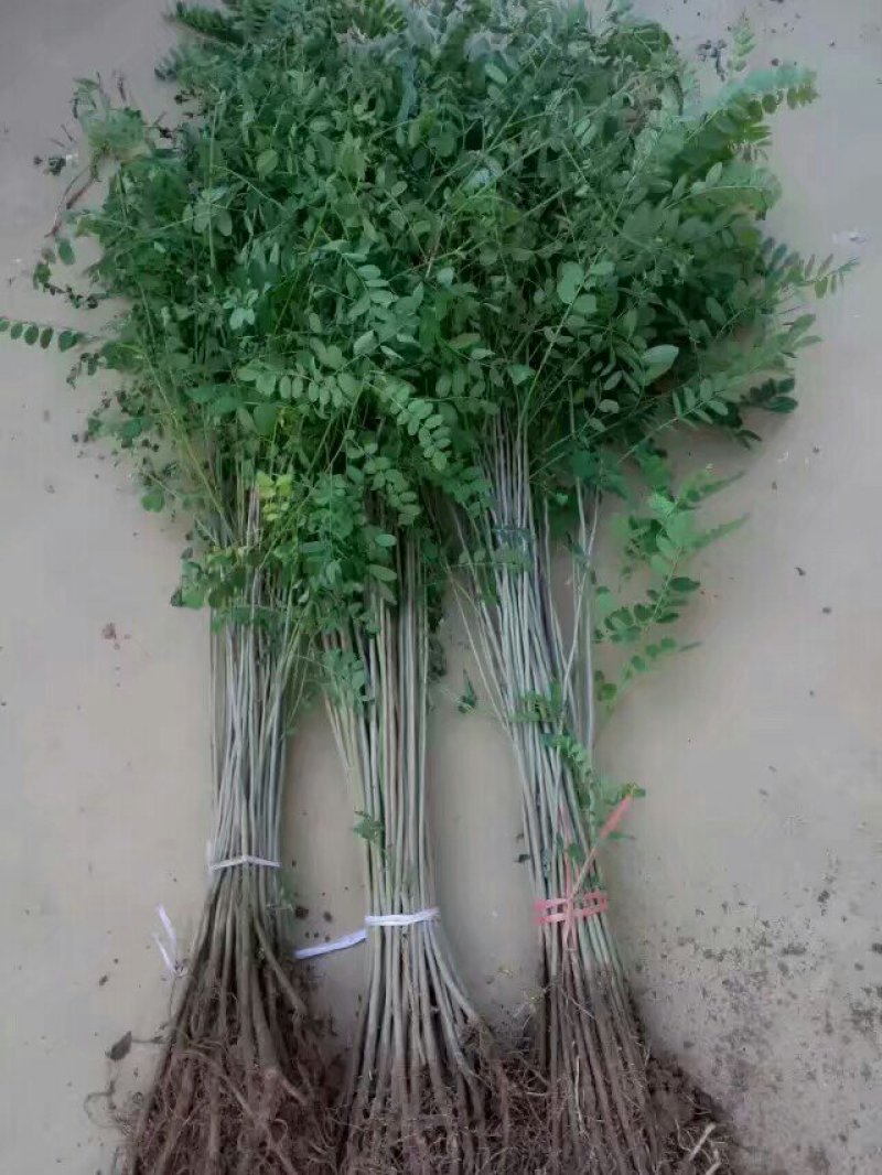 紫穗槐各种规格小苗