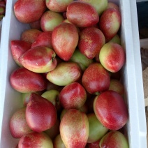 大棚油桃