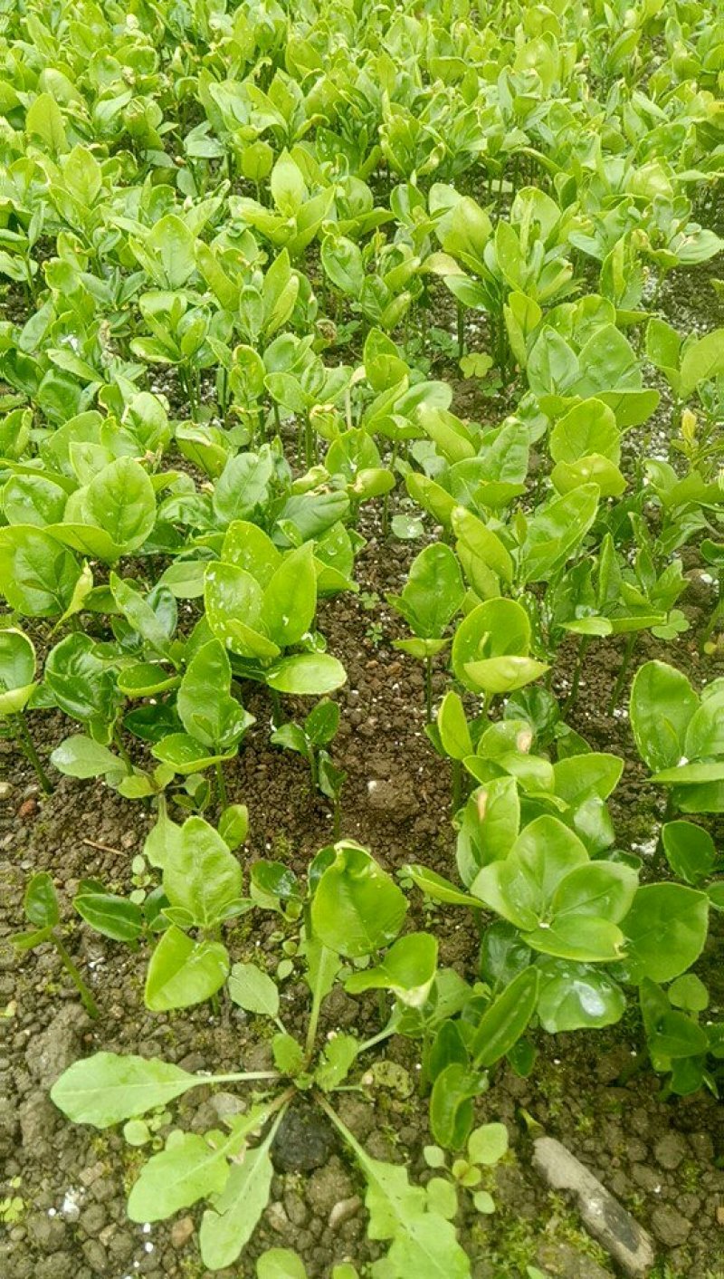 苗木种苗酸柚苗，柚子苗