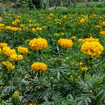 万寿菊种子产地直销