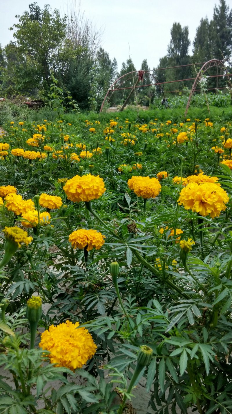 万寿菊种子产地直销