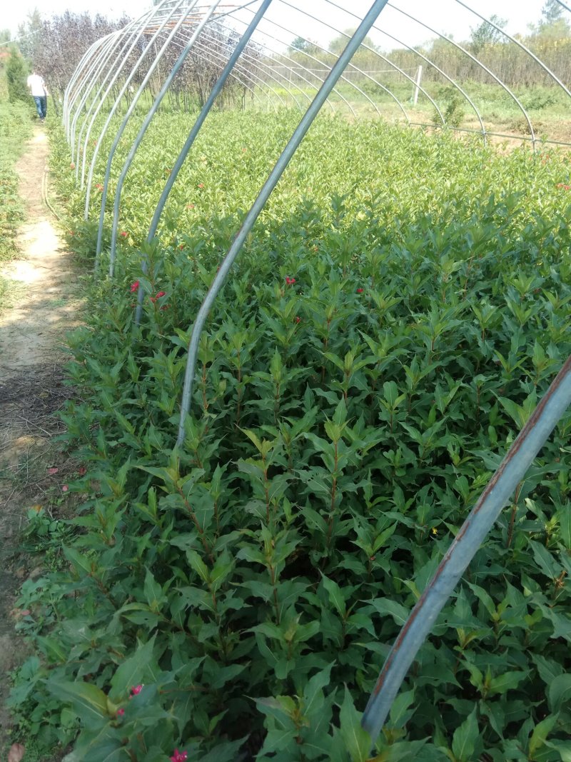 床苗出售：10-20cm红王子锦带床苗
