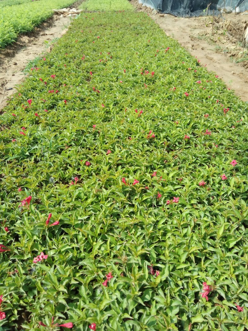 床苗出售：10-20cm红王子锦带床苗