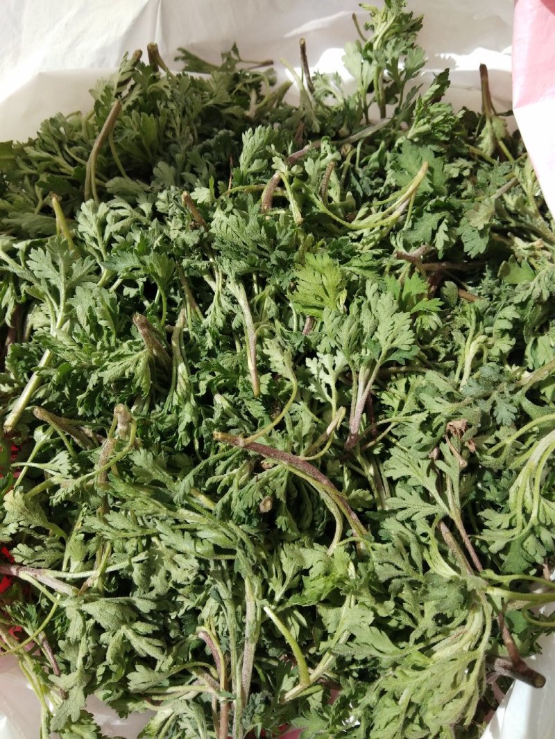 菊花菜