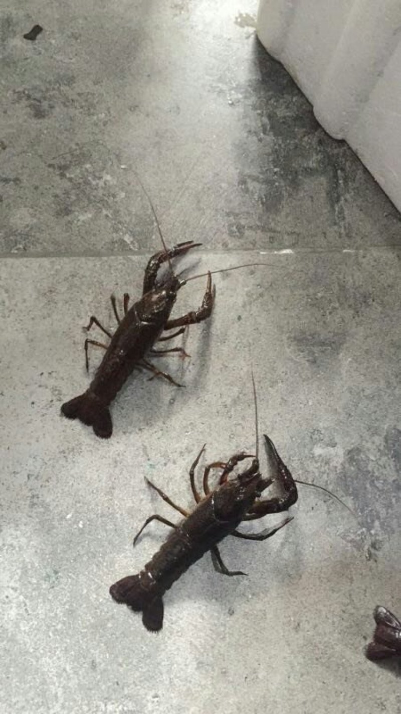 规格小龙虾