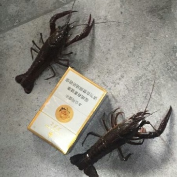 规格小龙虾