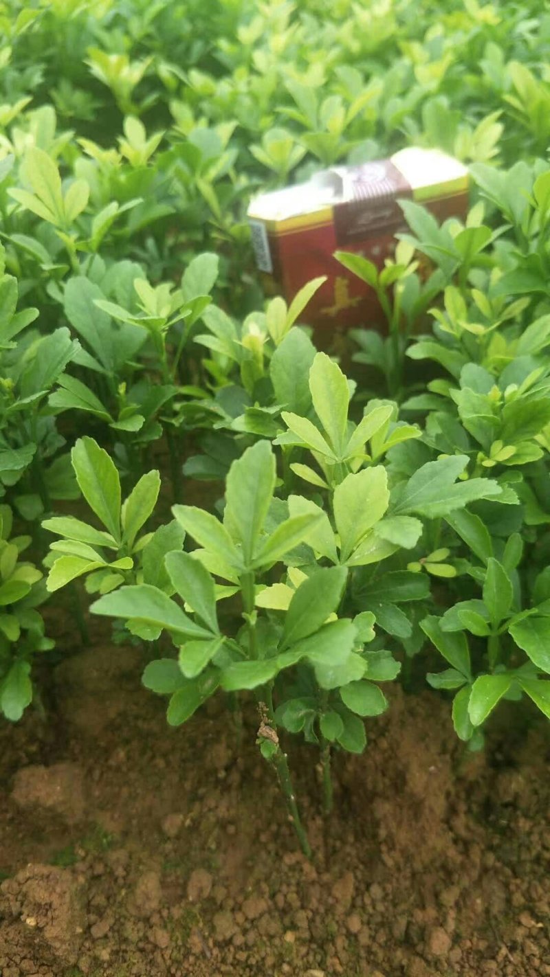 枳壳苗枳壳芽苗枳壳小苗