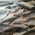 日晒淡盐鲈鱼干，肉实又好吃，