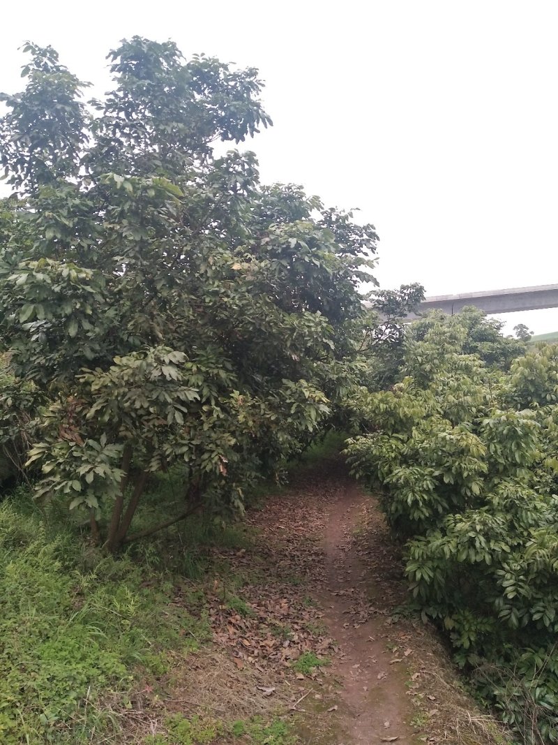 桂圆