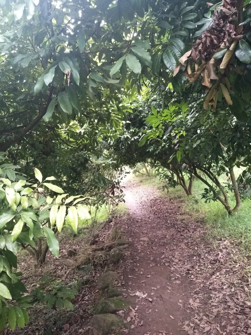 桂圆