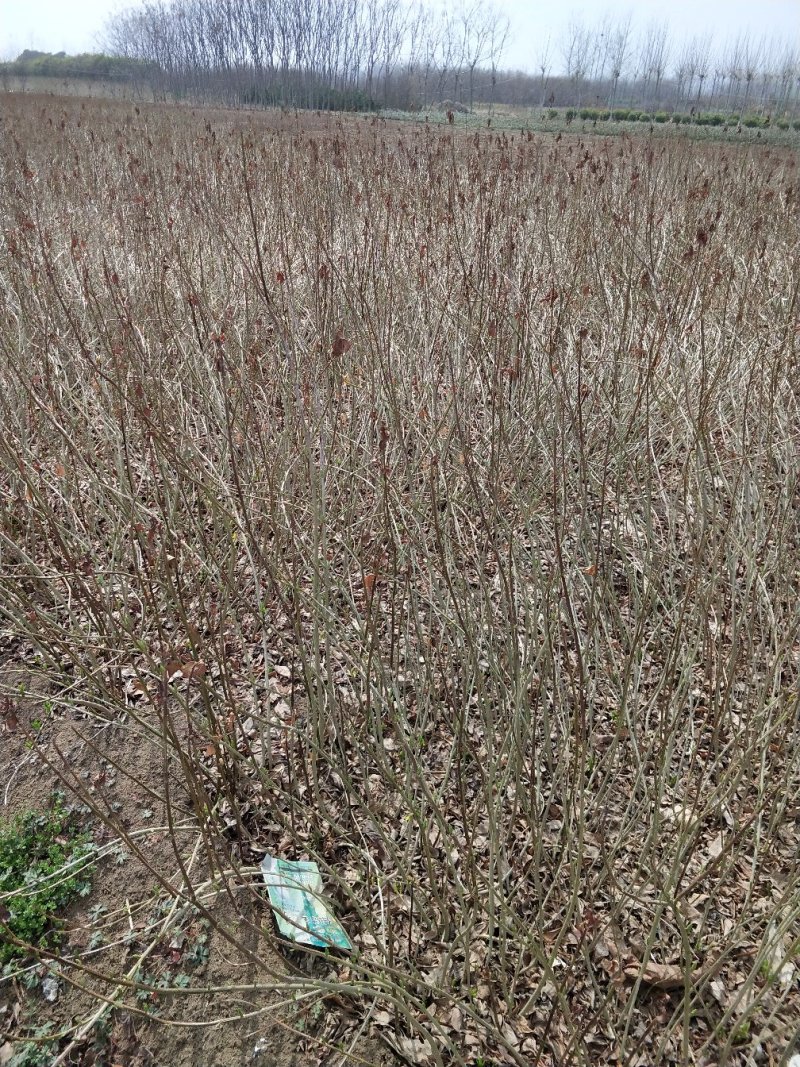 农家直供精品食材现货秒发欢迎联系选购