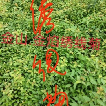 绣线菊