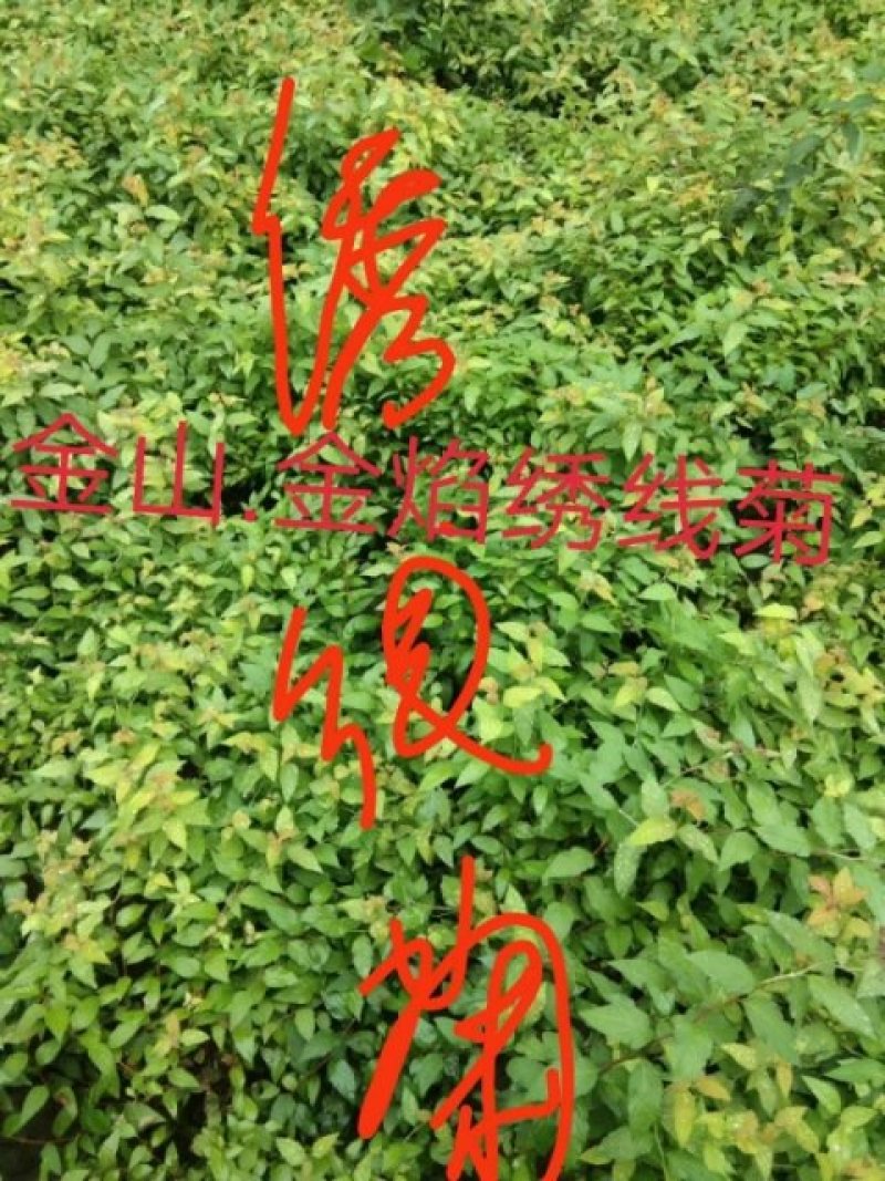 绣线菊