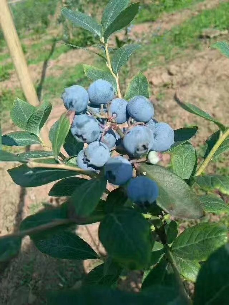 蓝莓
