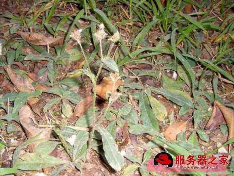 地胆草苗