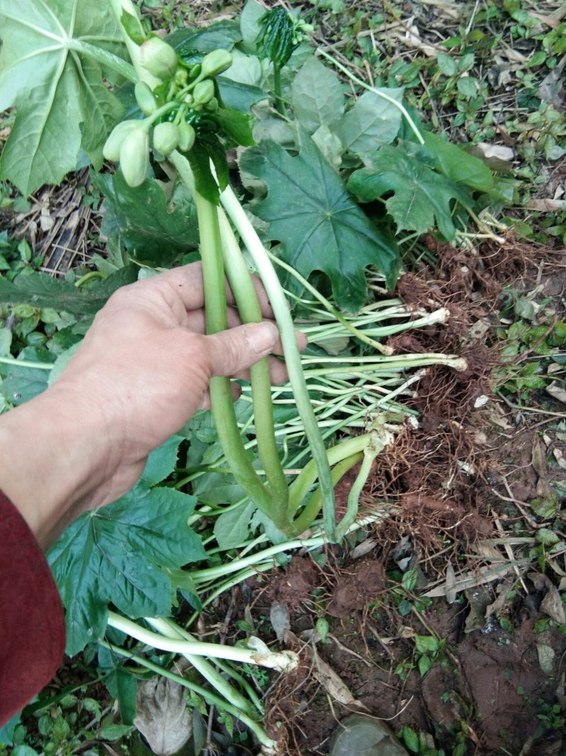 野生八角莲苗。自生苗，成活率高。欢迎采购