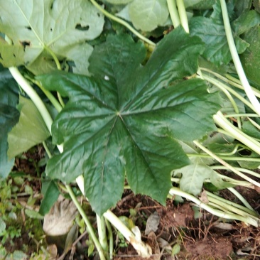 野生八角莲苗。自生苗，成活率高。欢迎采购