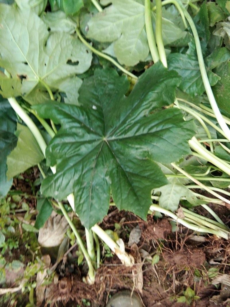 野生八角莲苗。自生苗，成活率高。欢迎采购