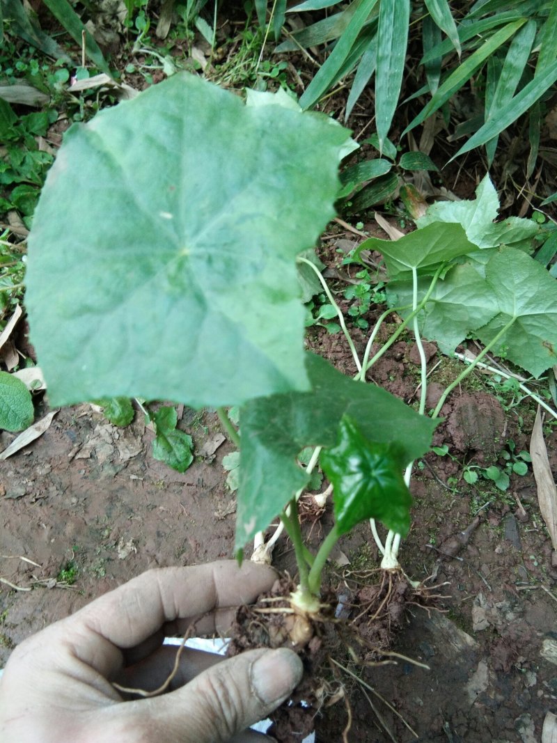 野生八角莲苗。自生苗，成活率高。欢迎采购