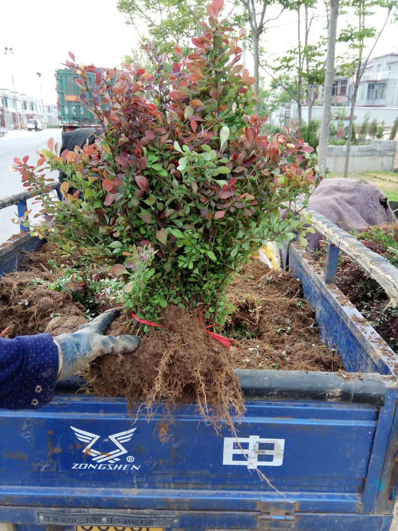 基地批发：50cm高红叶小檗