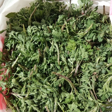 野生香菊