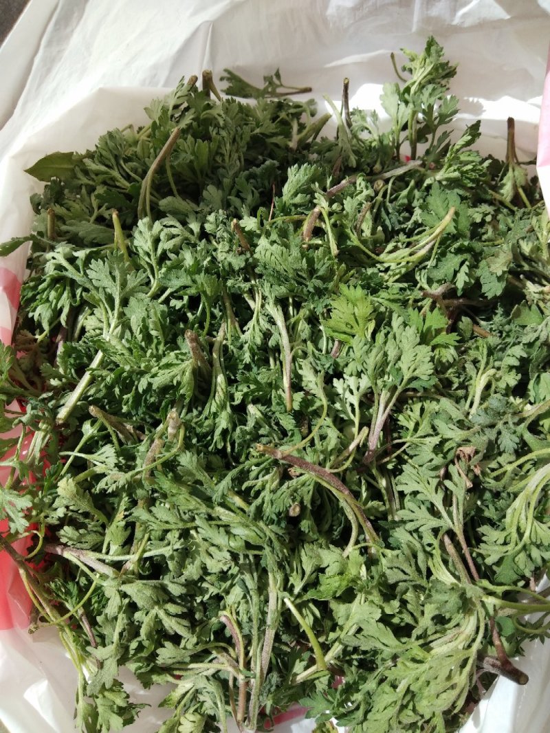 野生香菊