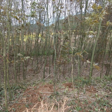 青枫3公分，，嫁接红枫，九江青枫，江西特有树种，需要联系