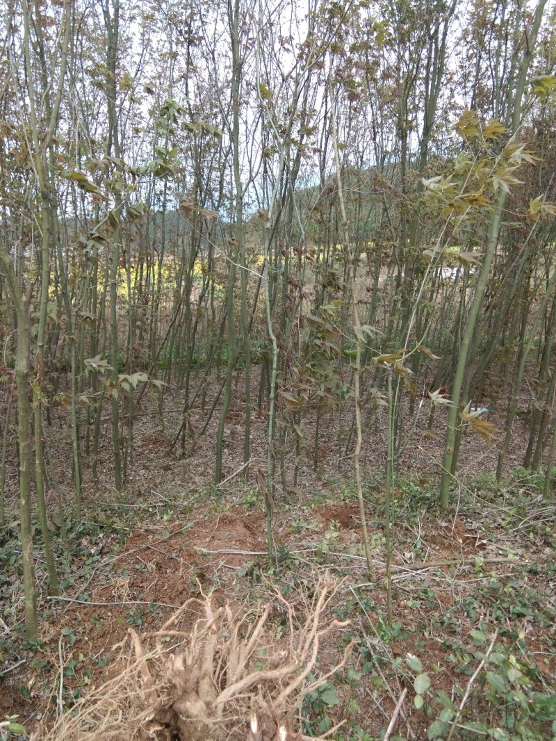 青枫3公分，，嫁接红枫，九江青枫，江西特有树种，需要联系