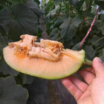 水果大量供应鲁厚甜蜜瓜上市