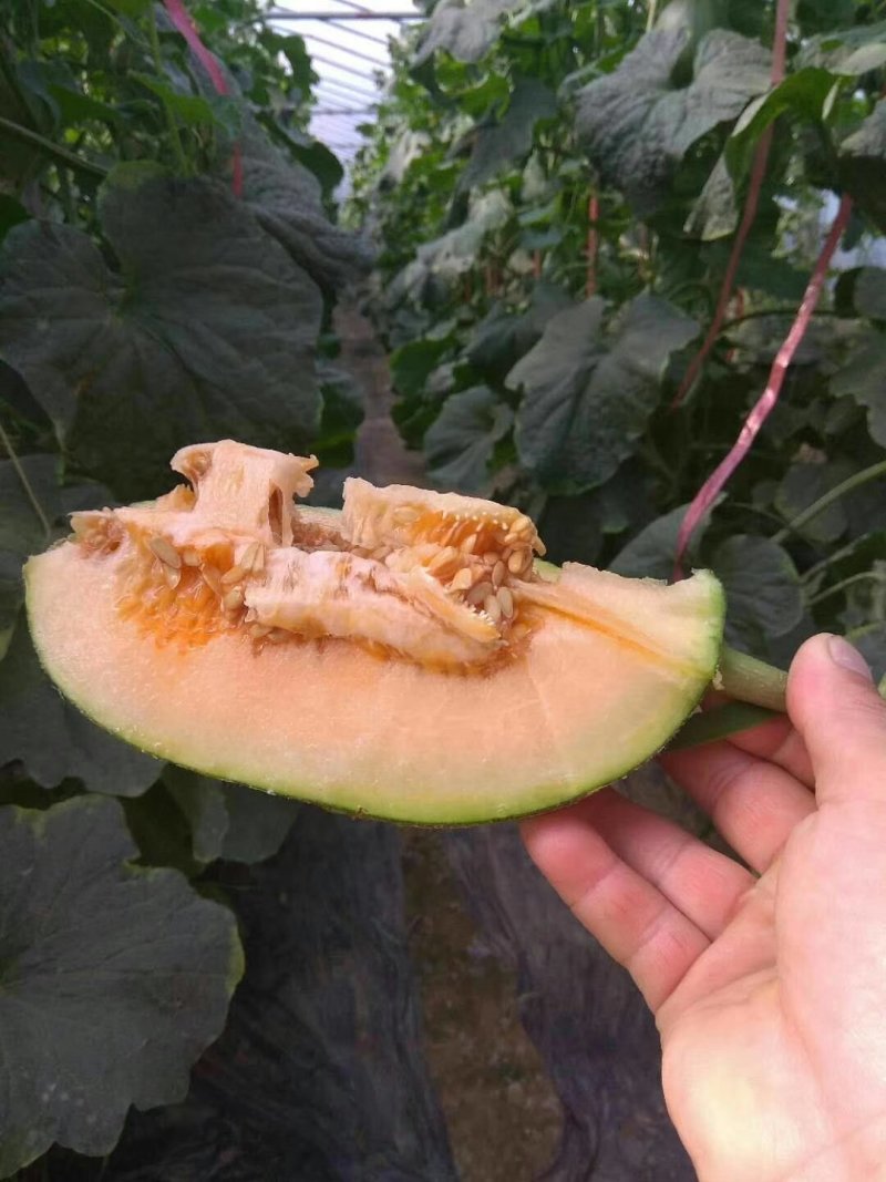 水果大量供应鲁厚甜蜜瓜上市
