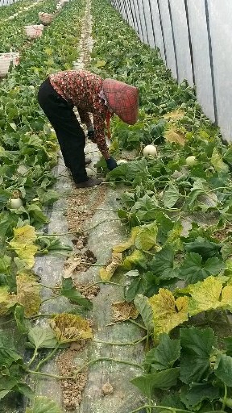 福建玉菇甜瓜大批量上市啦！欢迎客户前来考察采购