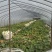 福建玉菇甜瓜大批量上市啦！欢迎客户前来考察采购